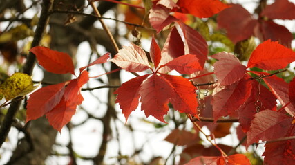 red maple leaves