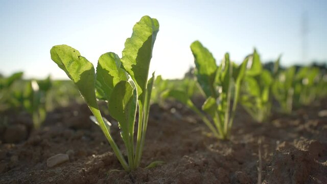 Sugar beet field, Monoculture in Europe, Germany. Video footage, 10 bit, 422
