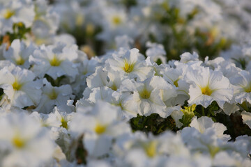 White petunia flowers on a flower bed, blur