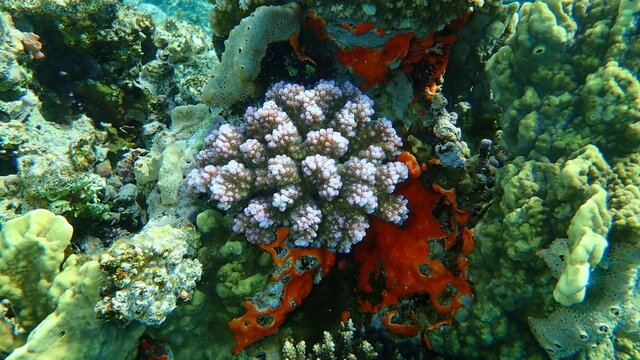 Demosponge Crella cyathophora and cauliflower coral, rasp coral (Pocillopora verrucosa) and colonial tunicate Didemnum moseleyi undersea, Red Sea, Egypt, Sinai, Ras Mohammad national park
