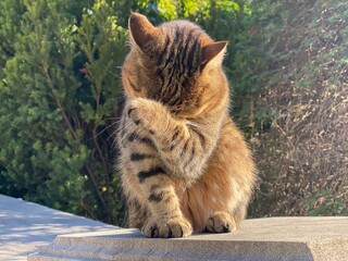 Cat makes facepalm his face covering  with his paw. Cute tabby cat makes gesture facepalm movement.