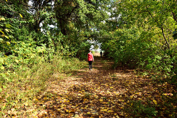 forest landscape, man on forest road as texture for background