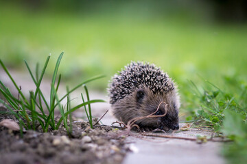 little cute hedgehog in the garden in the green grass
