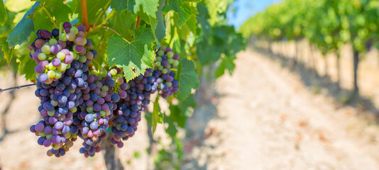 A bunch of grapes close up. Vineyards of Italy grape and winery on a sunny day. Harvesting for...