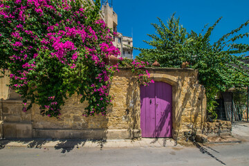 Colorful pink climbing summer plant over a stone wall next to a pink traditional wooden gate
