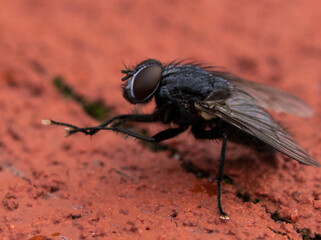 Macro shot of a housefly (Musca domestica) on the red sand