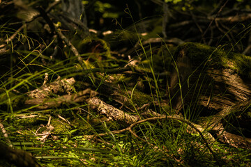Natural woodland greenery and covered with moss fallen and rotting old tree. Dense wild woods in UK as a habitat for various species. UK facing deforestation but still keeps small woods untouched.