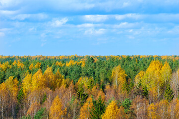 Autumn birch forest, coniferous spruce, yellow foliage, top view. Panoramic aerial view. Fabulous autumn landscape.