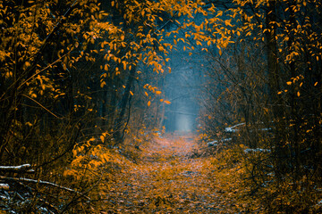 Mysterious pathway in an autumn forest with remains of the first snow. Footpath in the beautiful,...