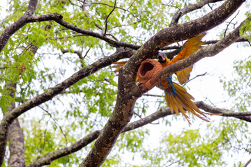 Wild yellow and blue macaw in a tree on the nest of the bird João-de-Barro