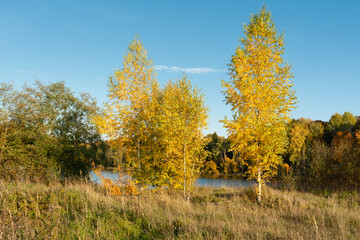 Fototapeta premium Colorful yellow orange birch trees on the river bank. Scenic autumn landscape with clear blue skies and the light of the setting sun