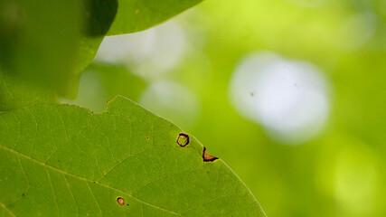 spider on leaf