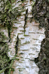 Bright worn bark of a tree in the forest, Natural Texture Background Wallpaper