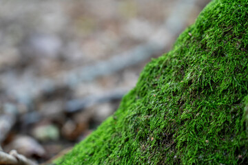 Moss on the lower part of a tree trunk, image on the forest floor with focus on the moss, concept of forest