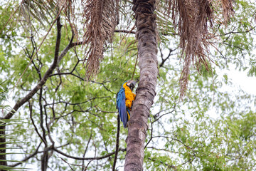 Wild yellow and blue macaw on tropical forest palm tree trunk.