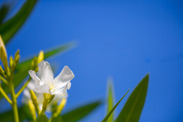 Obraz premium Exotic Tropical Flower White Resort, Travel Vacations Luxury Freshness Maldives Thailand, Indonesia Bora Bora Sri Lanka Bali Dominican Republic as background Jamaica Cuba Hawaii Egypt