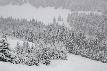 Snow covered forest in mountains 