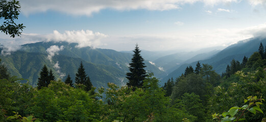 Panorama of beautiful natural forest areas. Forest vegetation in the morning light. Foggy mountains...