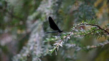 butterfly on a branch