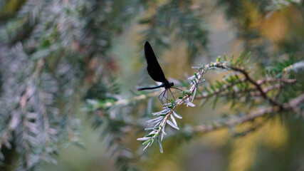 winged blackbird