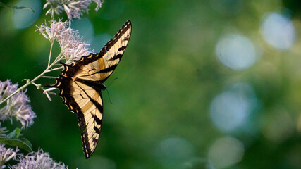 butterfly on a tree