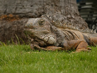 Iguana on the lawn in Seminario Park (Parque de las Iguanas), Guayaquil, Ecuador