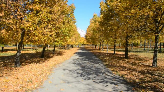 Empty walking path in city park walking in autumn city park with yellow leaves