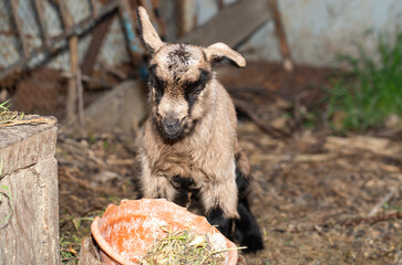 Alpine goat. Small newborn baby goat close-up.