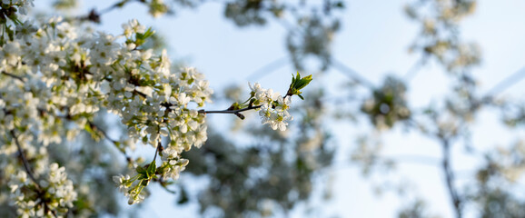 Cherry blossoms. White flowers of fruit tree.