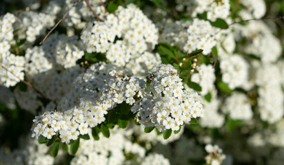 Spiraea  vanhouttei-Van Houtte's spiraea. The ornamental shrub blooms with white flowers.