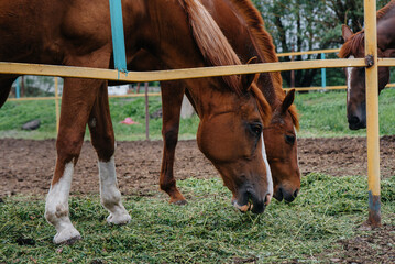 Feeding beautiful and healthy horses on the ranch. Animal husbandry and horse breeding