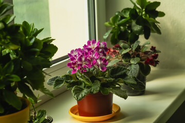 Flowers in pots on the windowsill. Lilac violet on the windowsill among house plants.