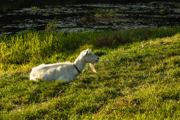 Fototapeta na wymiar A white goat grazes in a pasture on the banks of the river. Goat farm.
