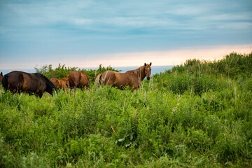 Naklejka na ściany i meble horses in the field