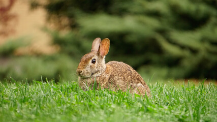 rabbit in the grass