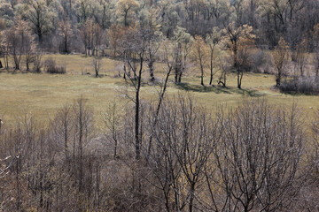 Wooded clearing, space for your design or text. Forest and field on a sunny warm spring morning, top view. Nature forest and wooded meadow concept