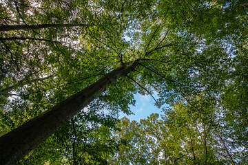 wooded forest