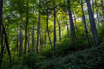 wooded forest