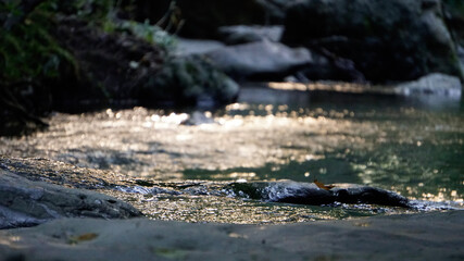 Obraz premium river in the forest