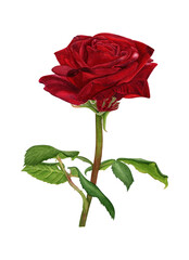 One red rose. Watercolor illustration hand painting. 
For print on invitations, greeting cards, packaging designs, etc.