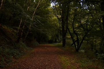 Naklejka premium automne