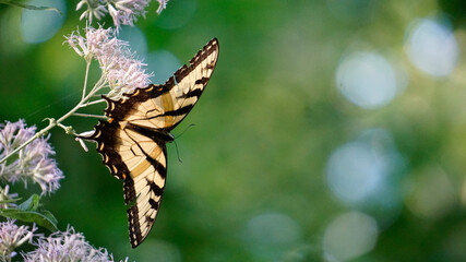 butterfly on a flower