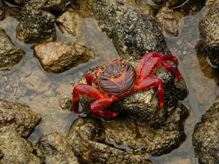 Sally Lightfoot crab (Grapsus grapsus) - red rock crab resting on wet stone, Puerto Ayora, Santa Cruz island, Galapagos