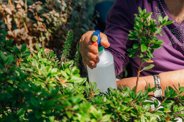 hand with spray watering and caring for plants
