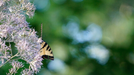 butterfly on a flower