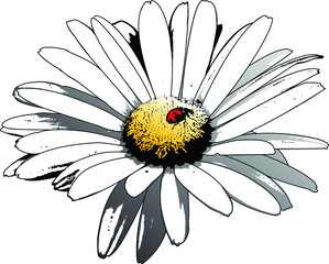 Beautiful isolated pop art or grunge style vector illustration of a white daisy flower with textures and shadows, and a cute ladybug resting on the center