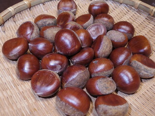 採れたての栗　秋の味覚