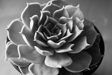 Black and white succulent rosette plant, top view. Macro fresh echeveria flower. Floral backdrop. High quality photo