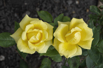 Two yellow roses