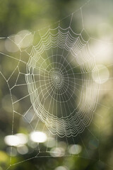 Web with green background